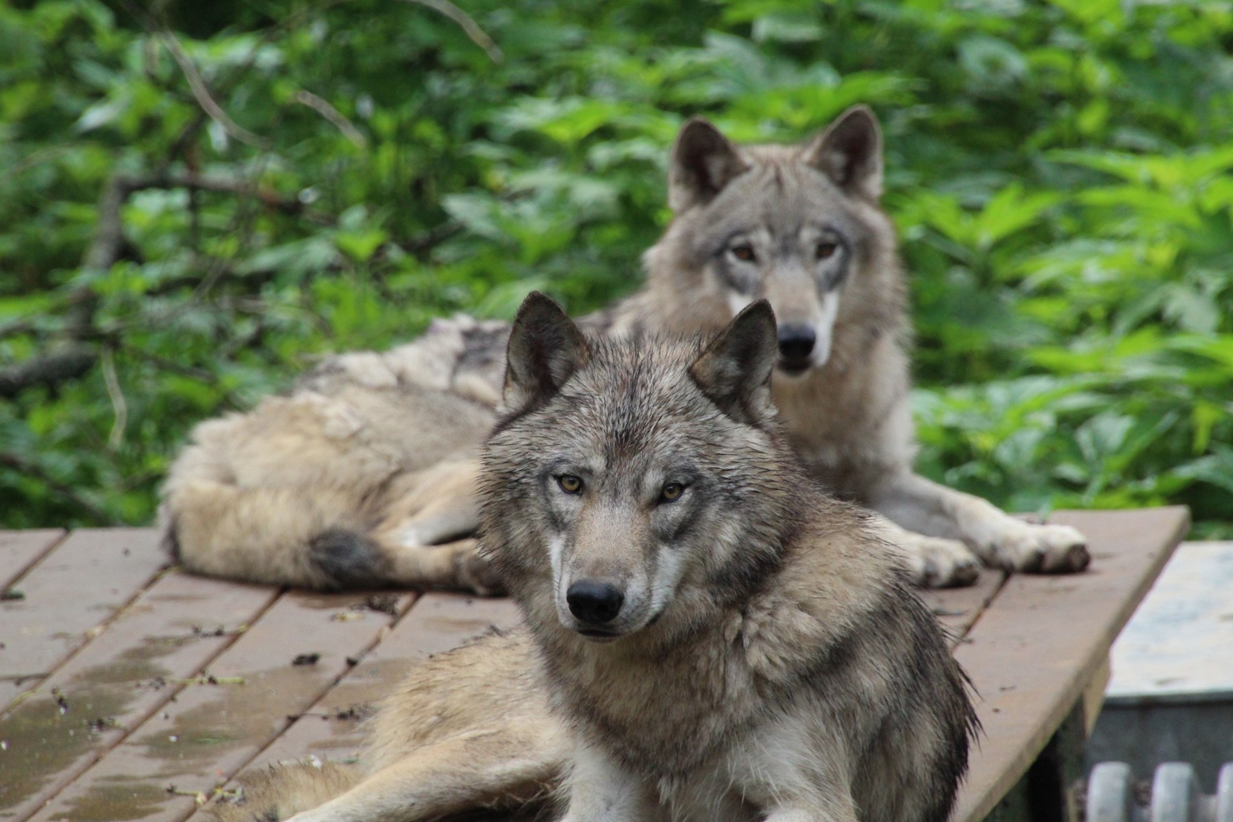 Nahaufnahme eines hellen Wolfs als Symbolbild
