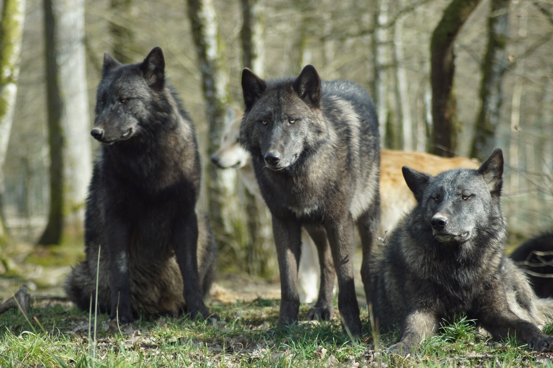 Mehrere Wölfe im Wald als Symbolbild