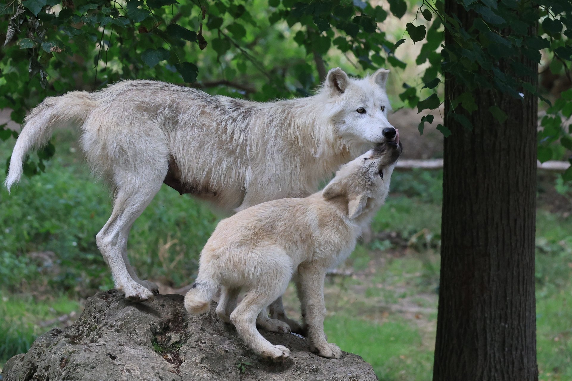 Helle Wölfin mit Jungwolf in einem Wald